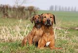 RODESIAN RIDGEBACK 086